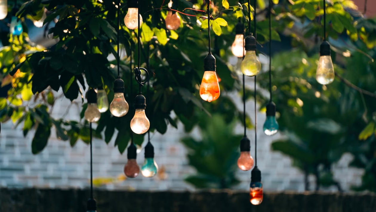 Bulbs in front of plants
